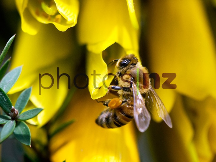 honey bee research new zealand
