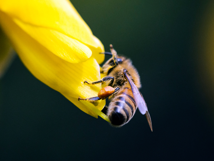 honey bee research new zealand