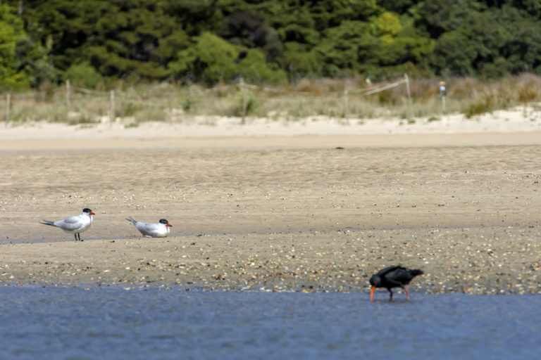 Matapouri Birds -Caspian Tern's and Variable Oyster Catcher